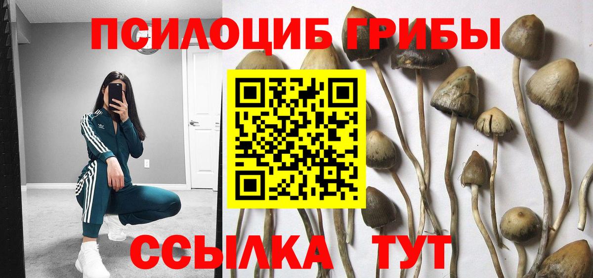 Галлюциногенные грибы Psilocybine cubensis Еманжелинск